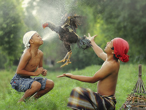 Chicken Fight - Indonesia