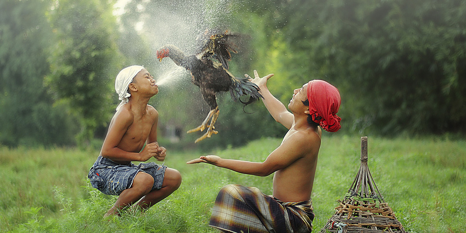 Chicken Fight - Indonesia