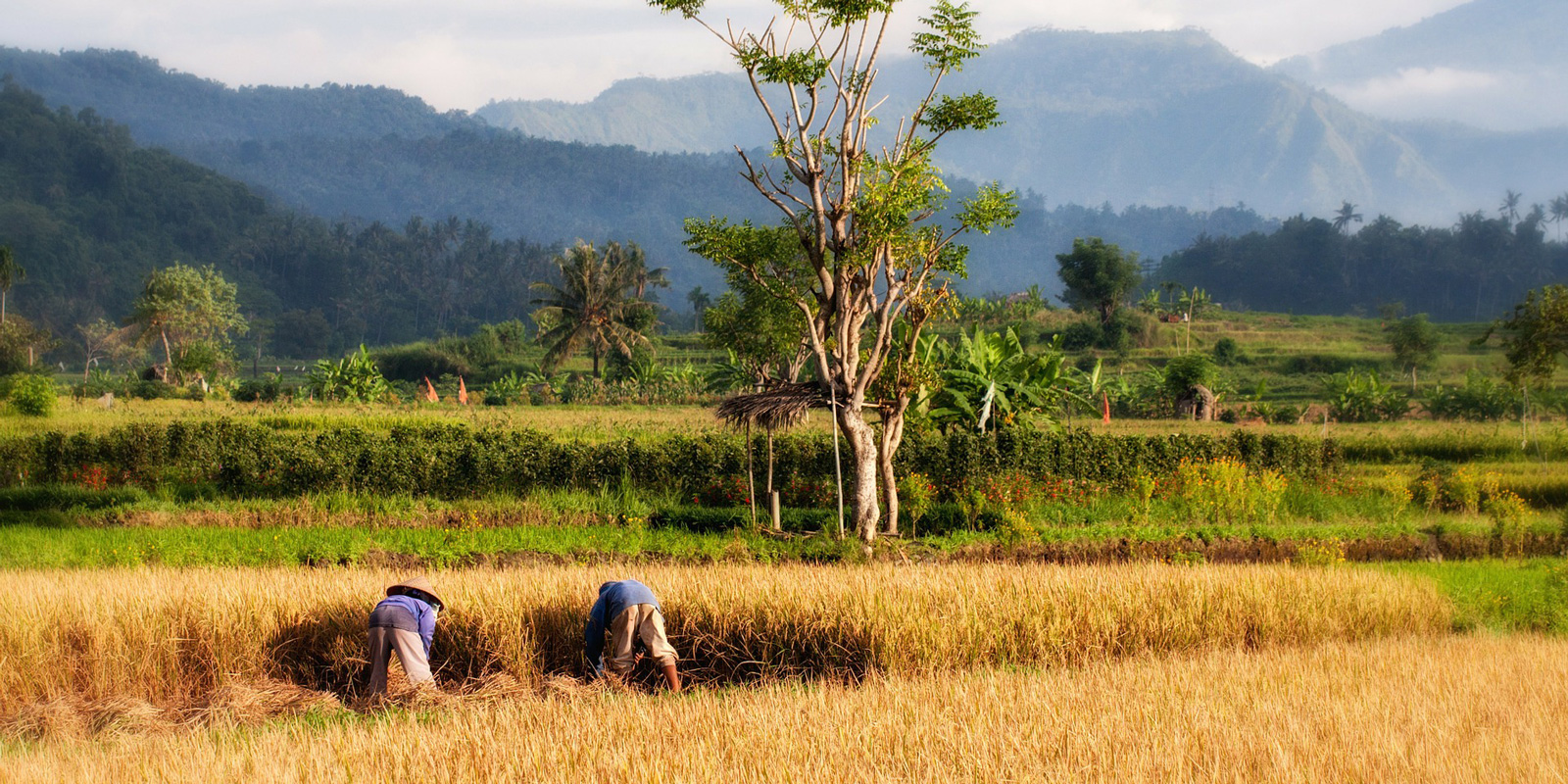 Paddy Field